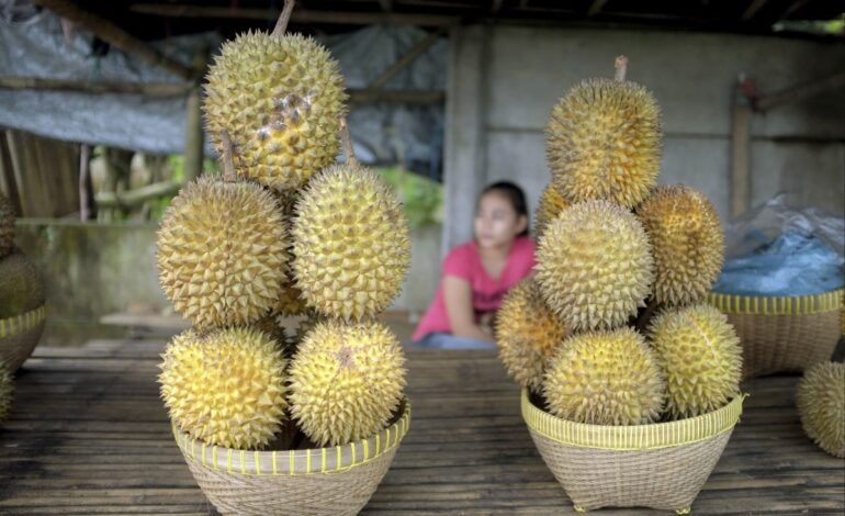 Indonesian Durian Farmers Eye Major Growth as China Opens Its Market