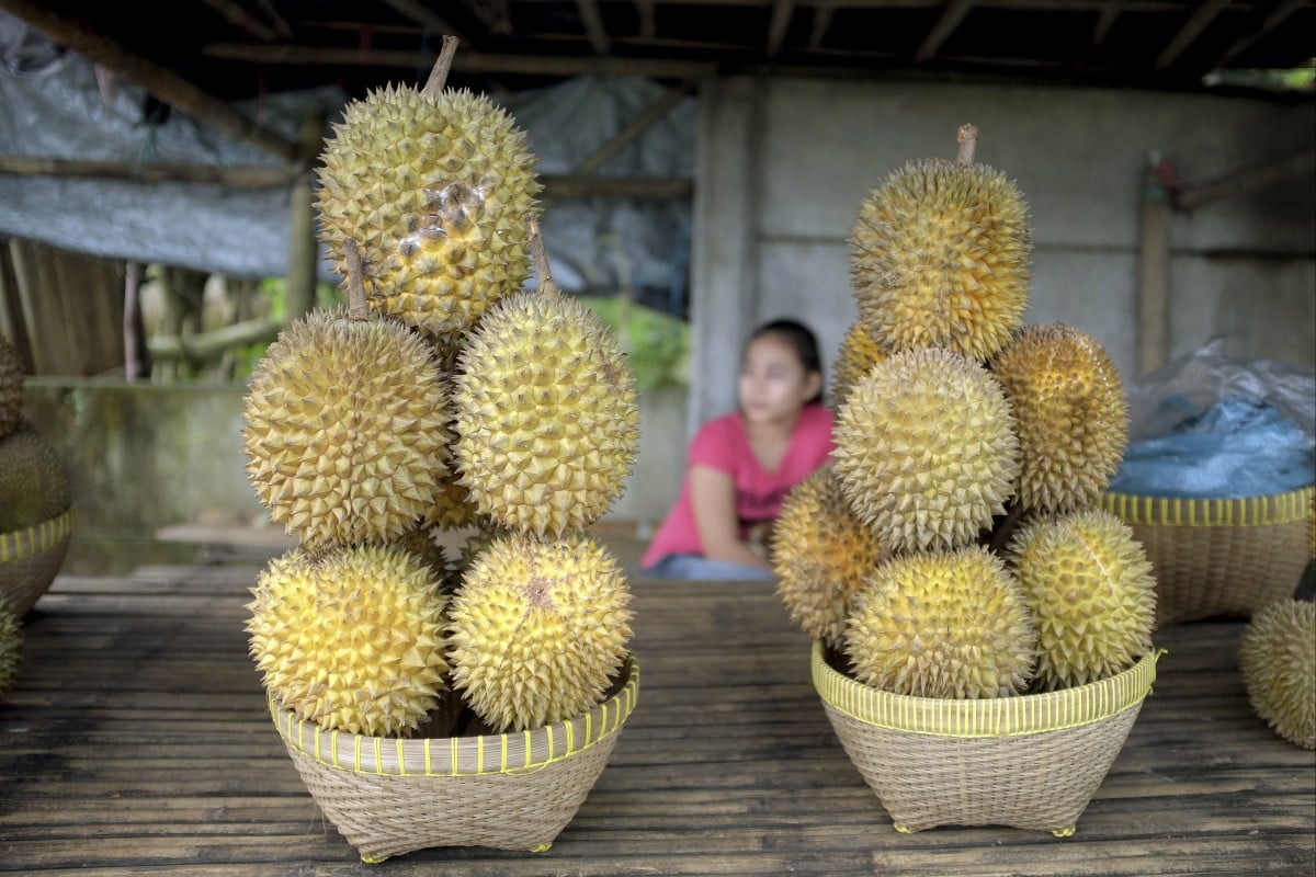 Indonesian Durian Farmers Eye Major Growth as China Opens Its Market