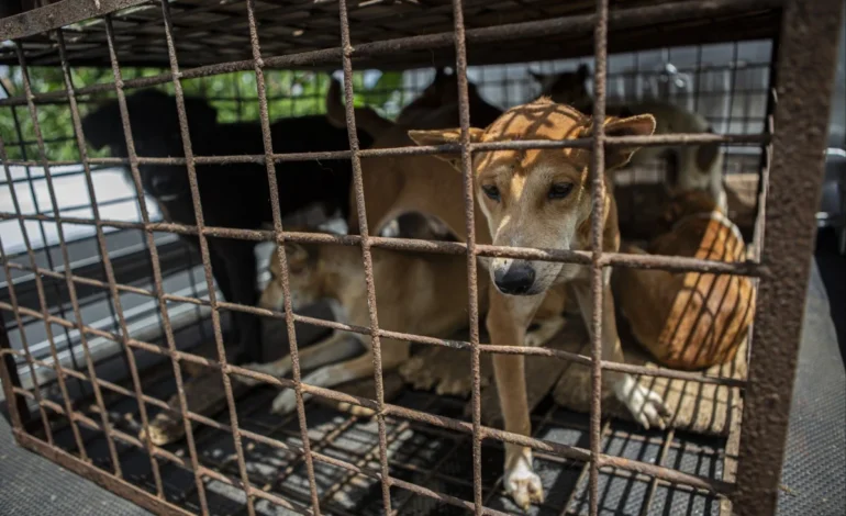 Jakarta bans consumption and sale of dog, cat and bat meat to curb rabies risks