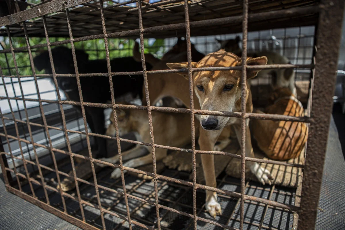 Jakarta bans consumption and sale of dog, cat and bat meat to curb rabies risks