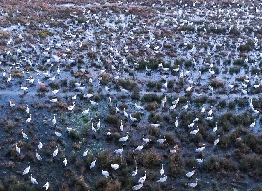 China Builds Integrated Intelligent Network to Protect Biodiversity