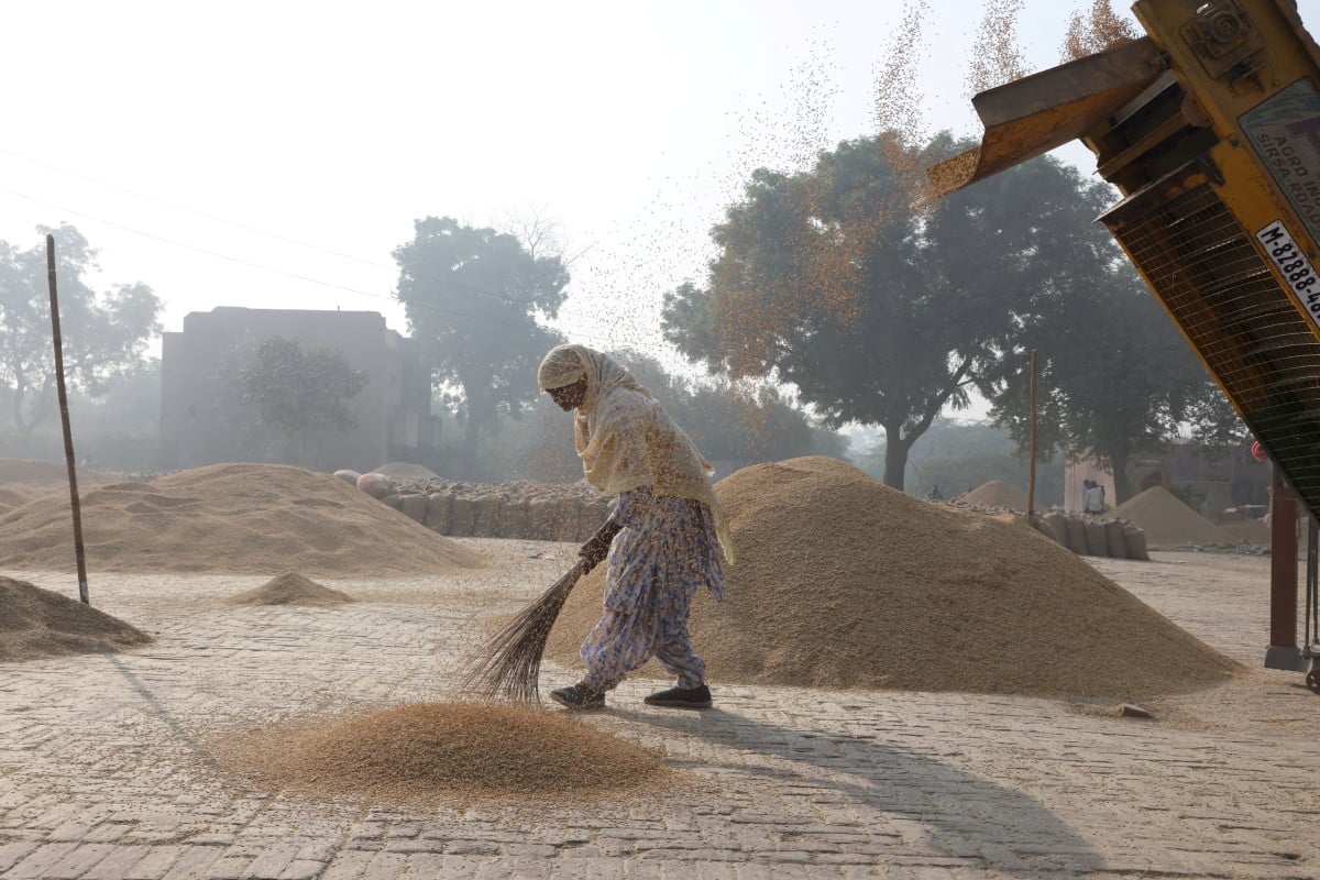 India’s Rice Exports Brace for Price Pressure as Trump Signals Possible New Tariffs