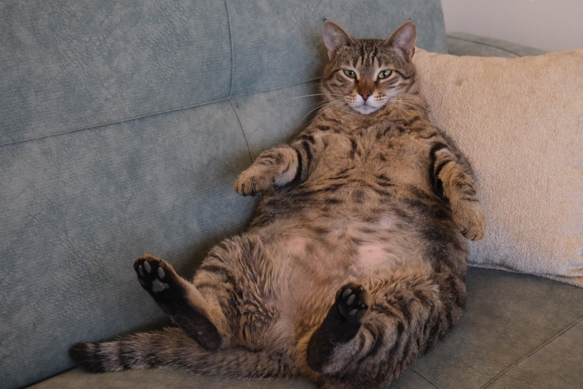 Meow or Never: China’s Chubby Cats Fuel a New Race for Feline Weight Loss Drugs