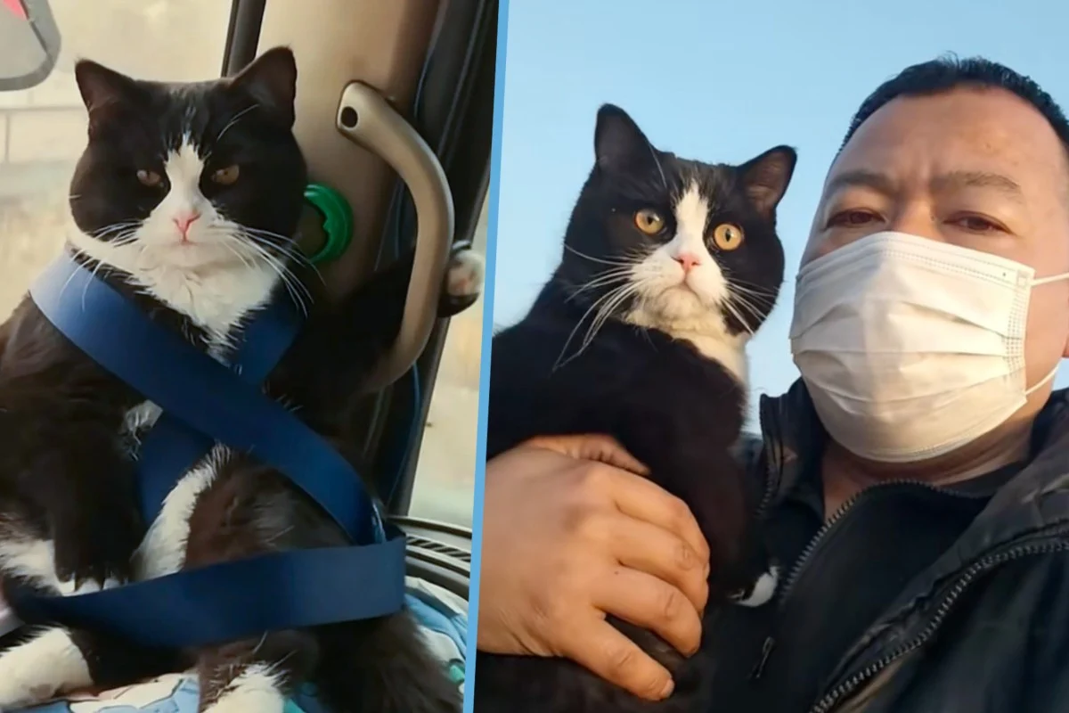 Best Travel Buddy: China’s Viral Kitten Charms the Internet by Riding Shotgun With His Truck Driver Owner