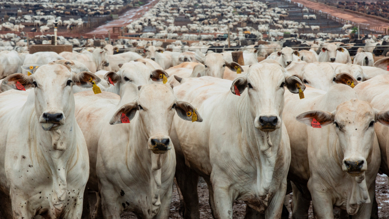 Brazil Weighs 8,000 Ton Annual Beef Export Quota Per Company to China