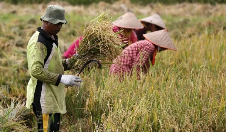 Fertiliser price surge amid Iran conflict could expand China’s global influence in food supply chains