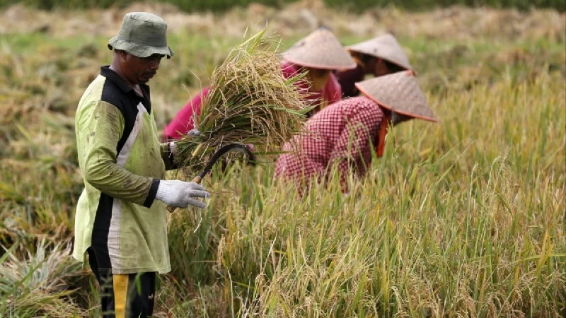 Fertiliser price surge amid Iran conflict could expand China’s global influence in food supply chains