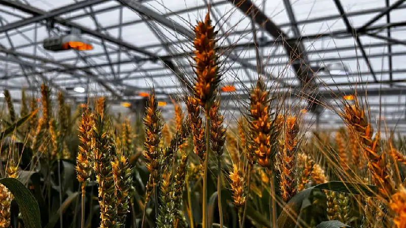 US advances hybrid and GMO wheat research to revive declining crop economics