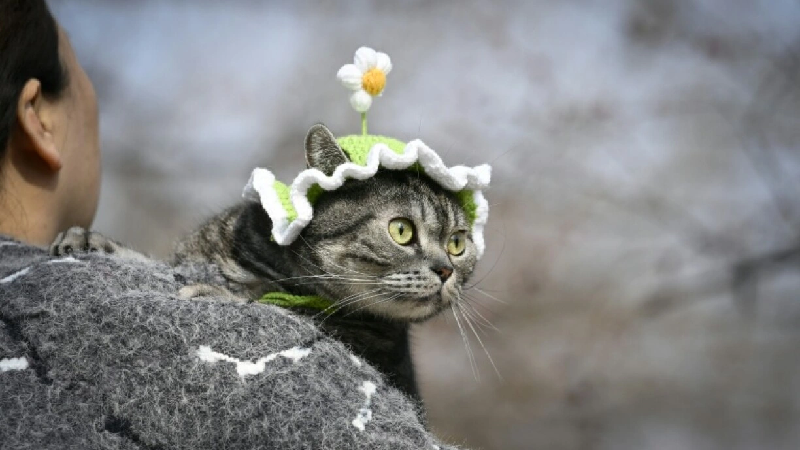 Streaming Channel for Pets Launched in China as Demand for Animal Focused Content Grows